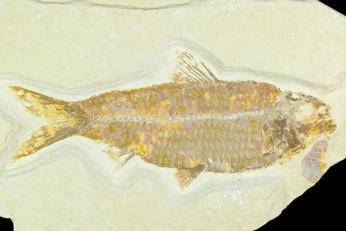 Detailed Fossil Fish (Knightia) - Wyoming #126527